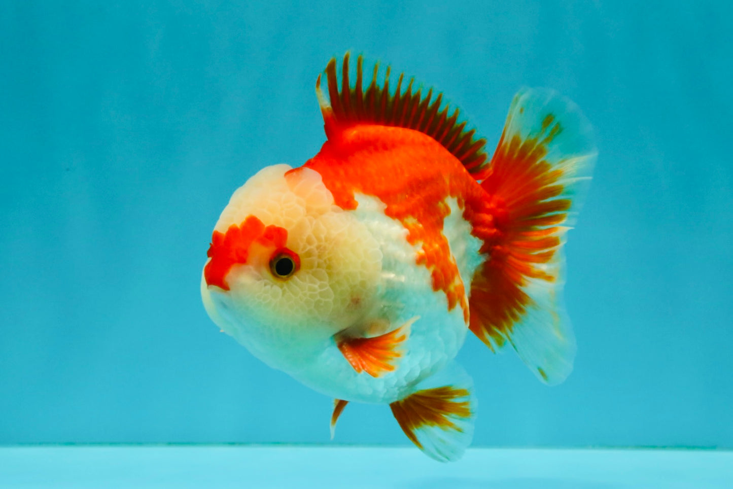 SUPER CUTE A Grade Red White Yuanbao Male 5-5.5 inches #041726YB_16