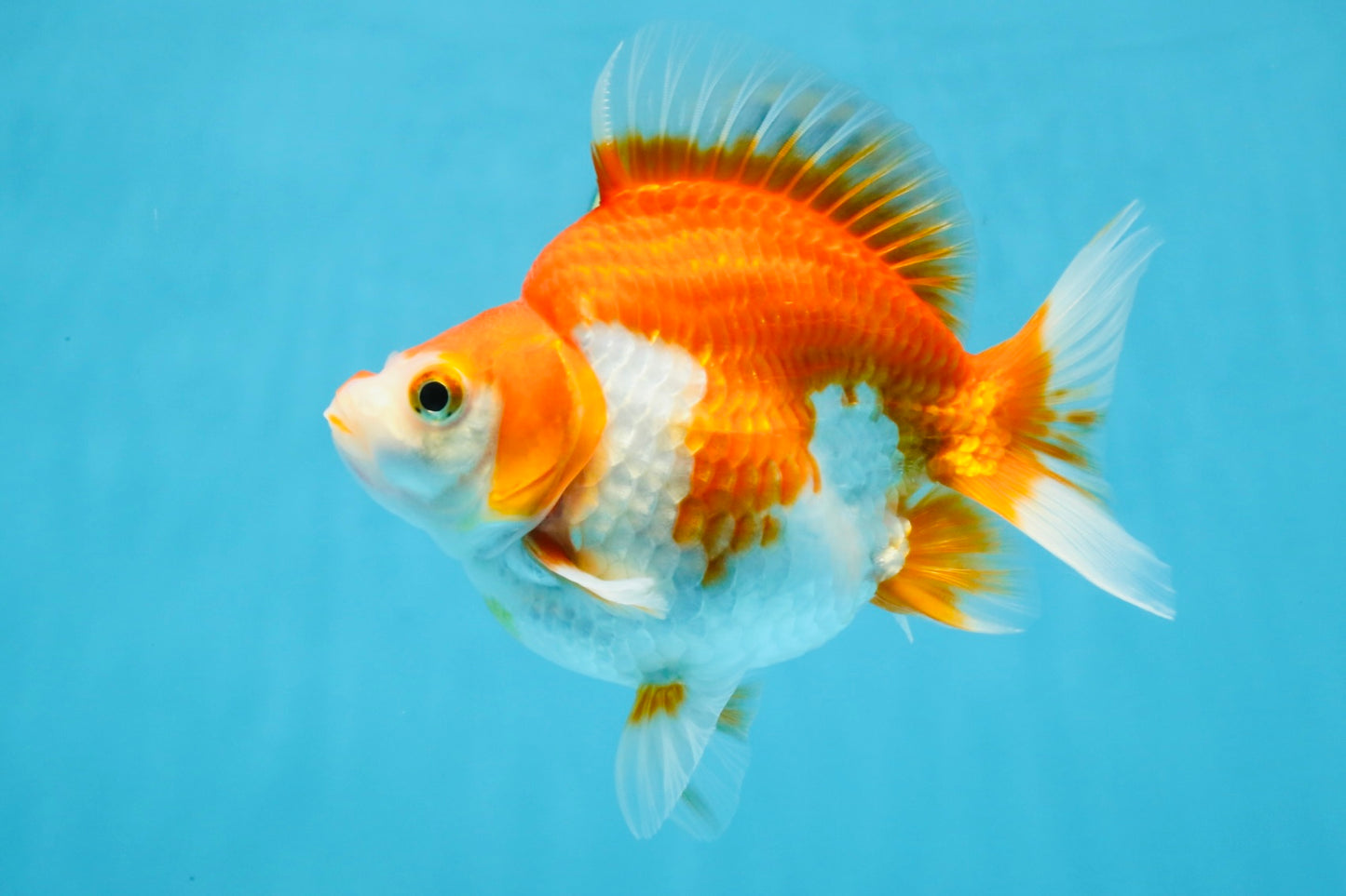 A Grade Red White Ryukin Female 5.5 inches #111425RK_08