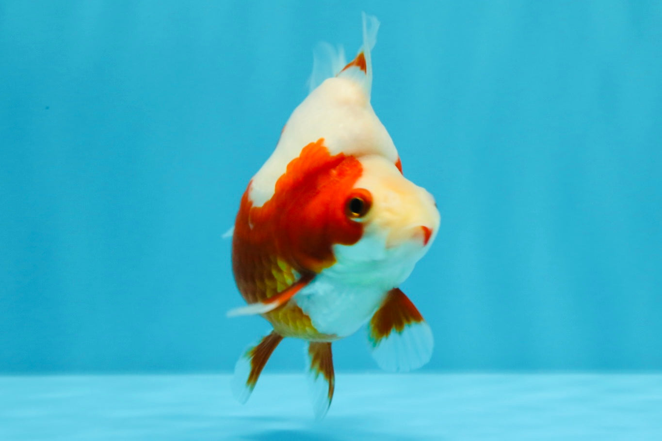 A Grade Red White Ryukin Female 4 inches #022026RK_11