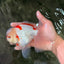A Grade Red White Oranda Male 6 inches #071726OR_29