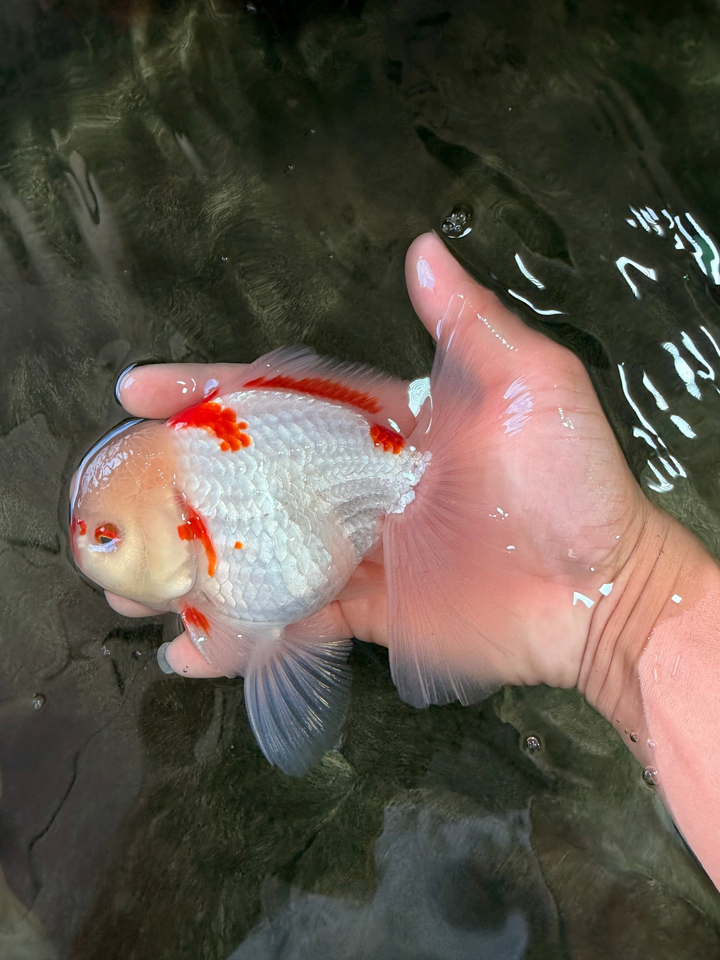 A Grade Red White Oranda Male 6 inches #071726OR_29