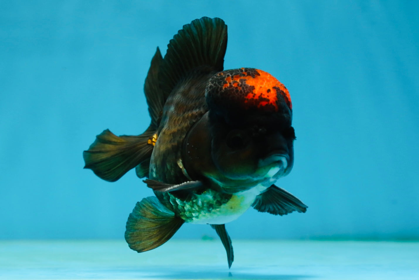 A Grade Lava Tricolor Yuanbao Male 4  inches #062725YB_09