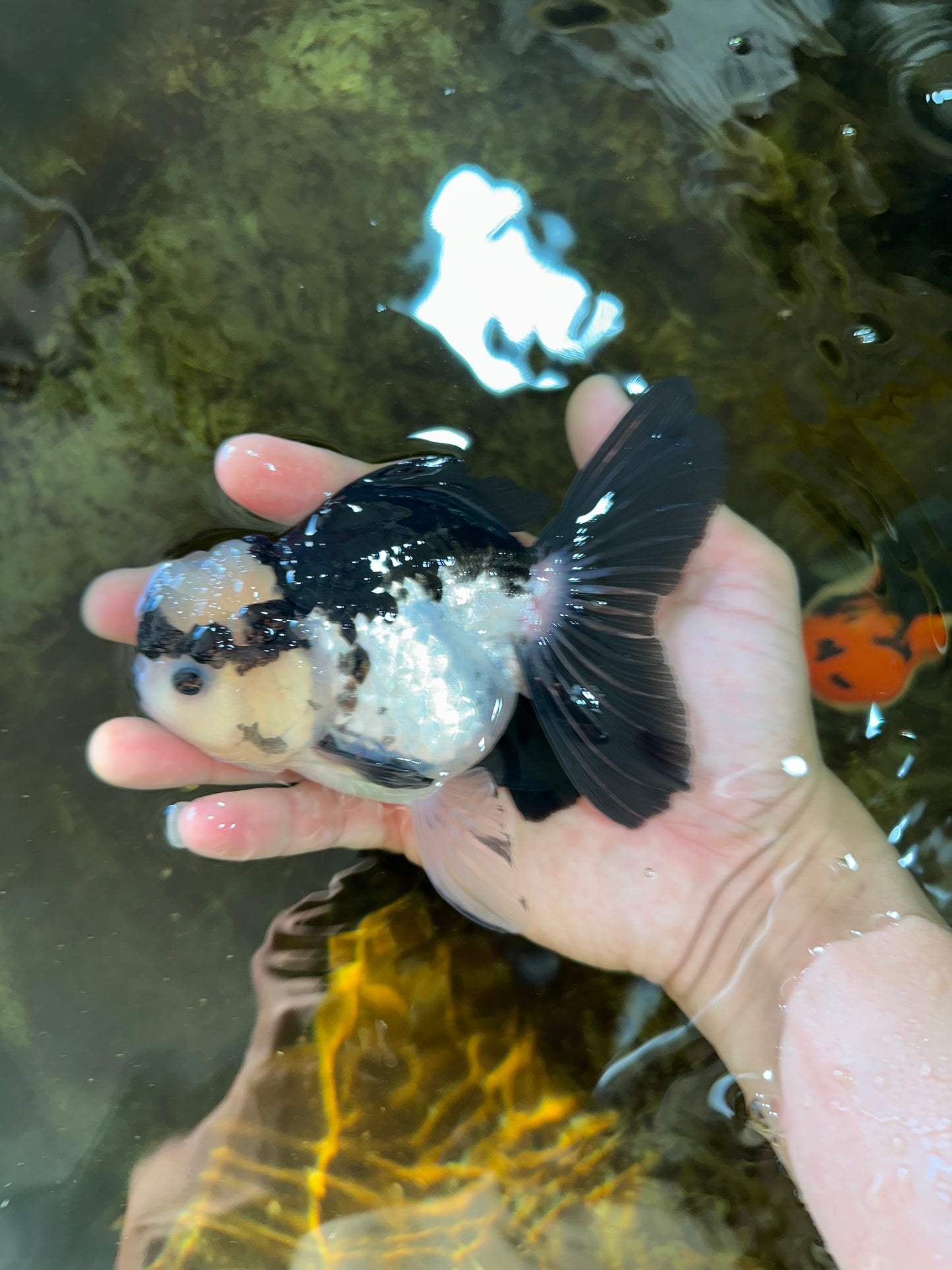 A Grade Panda Button Eyes Oranda Female 5 inches #081525OR_17