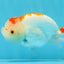 CHUBBY AAA Grade Kohaku Red White LionQueen 4.5-5 inches #032726LC_18