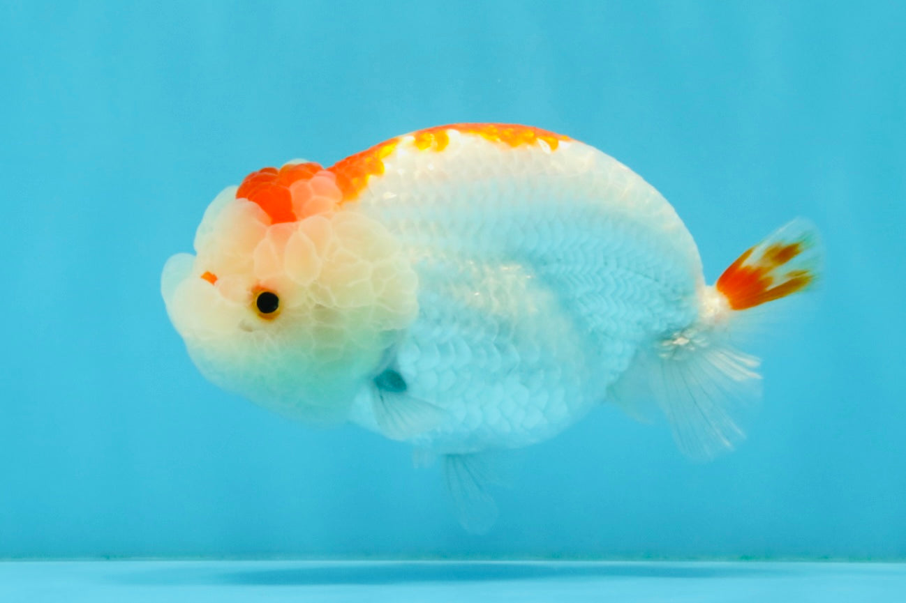 CHUBBY AAA Grade Kohaku Red White LionQueen 4.5-5 inches #032726LC_18