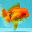 AAA Grade Red Oranda Female 6.5 inches #071026OR_24