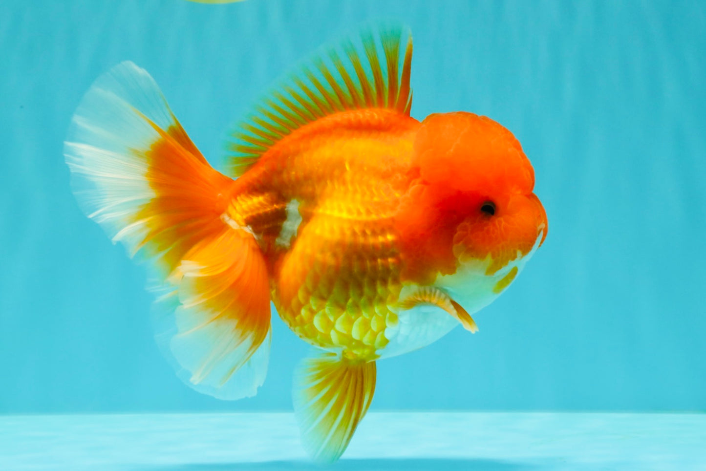 AAA Grade Red Oranda Female 6.5 inches #071026OR_24