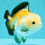 A Grade Tricolor Yuanbao Male 4.5-5 inches #082126YB_24