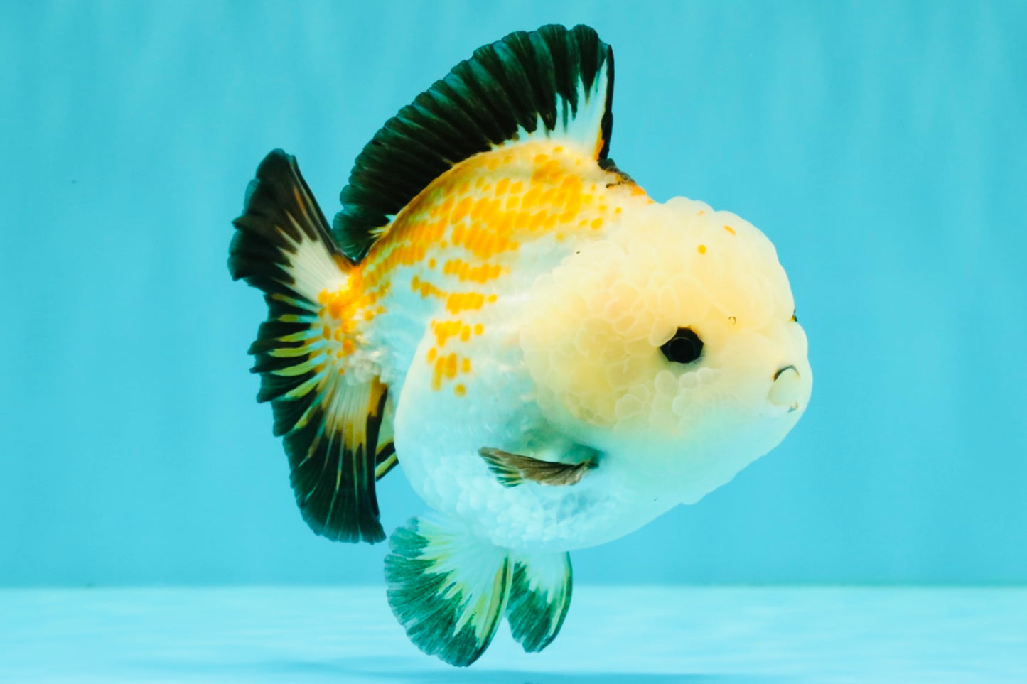 A Grade Tricolor Yuanbao Male 4.5-5 inches #082126YB_24