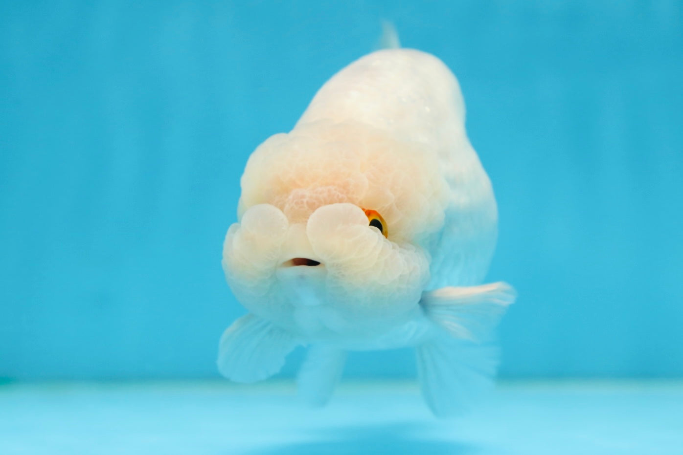 AAA Grade Snow White LionKing 5-5.5 inches #082925LC_18