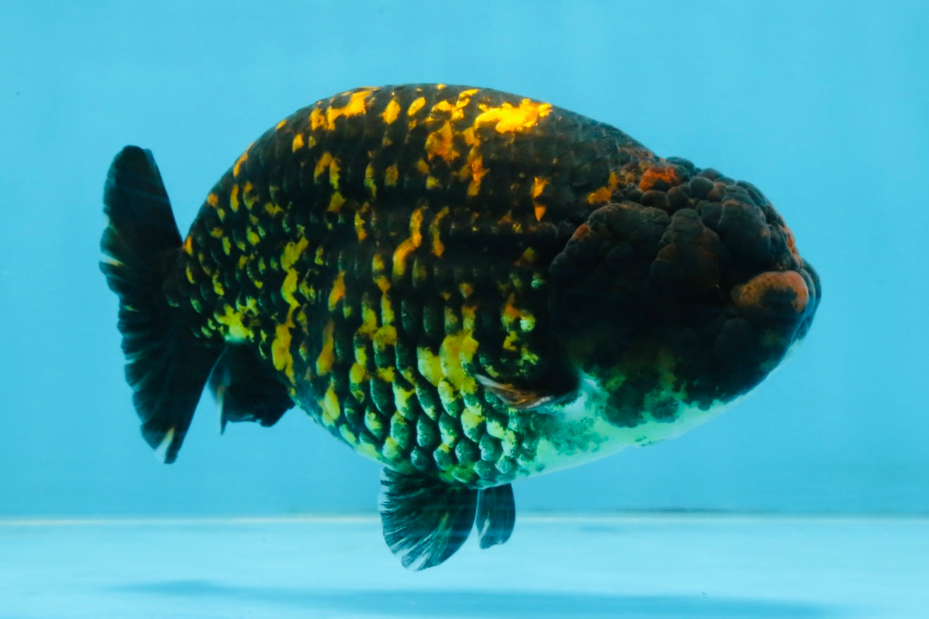 A Grade Tiger LionKing 4.5-5 inches #110725LC_17