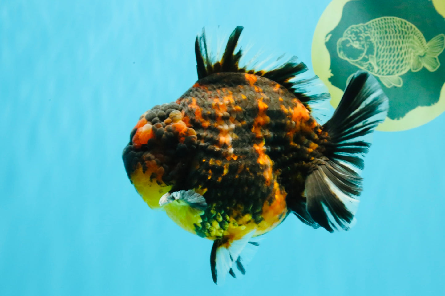 AAA Grade Godzilla Tiger Yuanbao Male 5.5 inches #030626YB_10