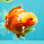 SUPER CUTE AAA Grade Strong Body Structure Kohaku Red White Yuanbao Male 6 inches #092526YB_12