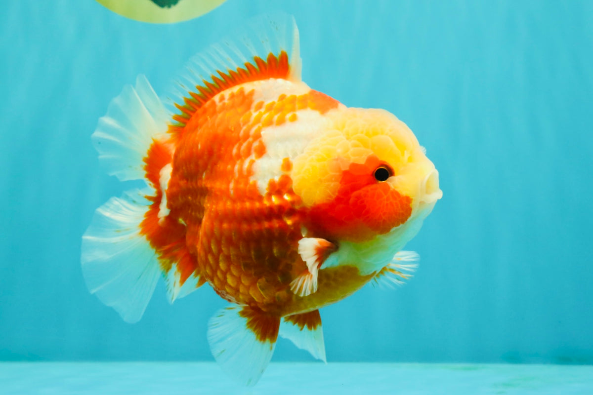 SUPER CUTE AAA Grade Strong Body Structure Kohaku Red White Yuanbao Male 6 inches #092526YB_12
