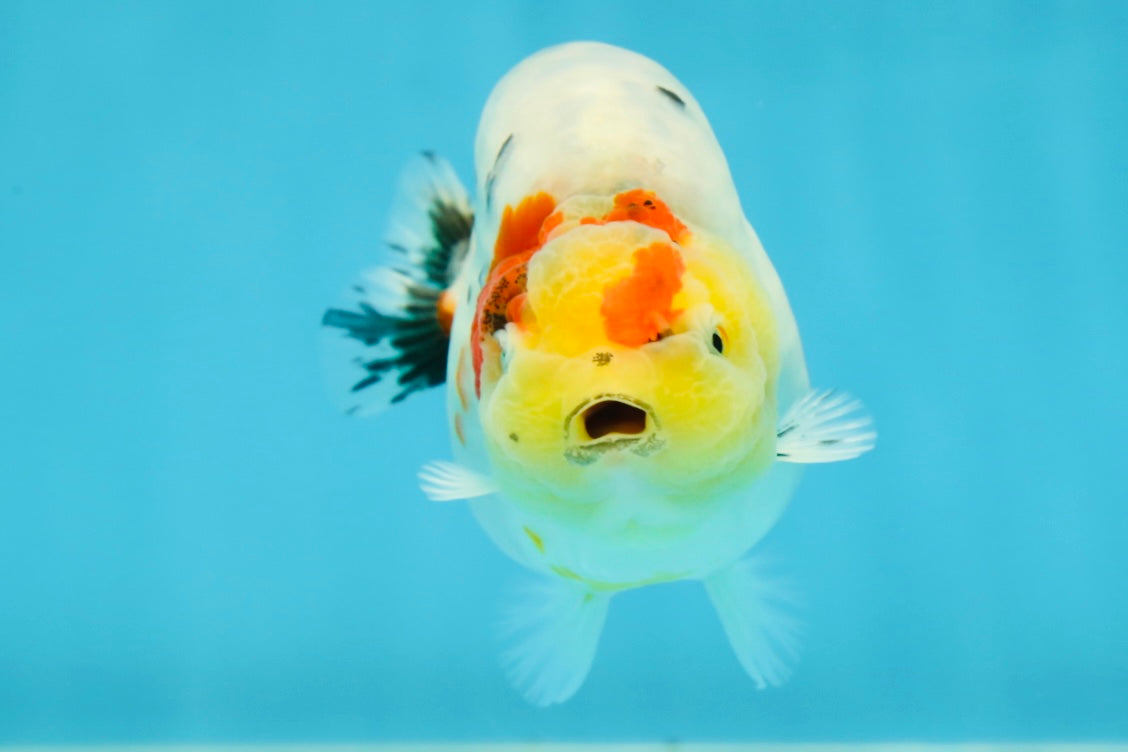 A Grade Cow Tricolor LionQueen 4 inches #050925LC_08