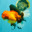 CHARLIE AAA Grade Apache Oranda Female 6.5 inches #091826OR_01