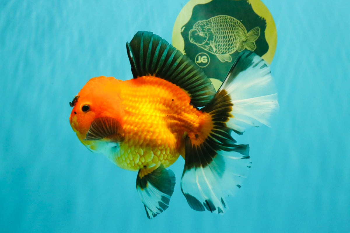 CHARLIE AAA Grade Apache Oranda Female 6.5 inches #091826OR_01