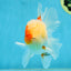 AAA Grade Cherry Sakura Oranda Male 5 inches #062725OR_14