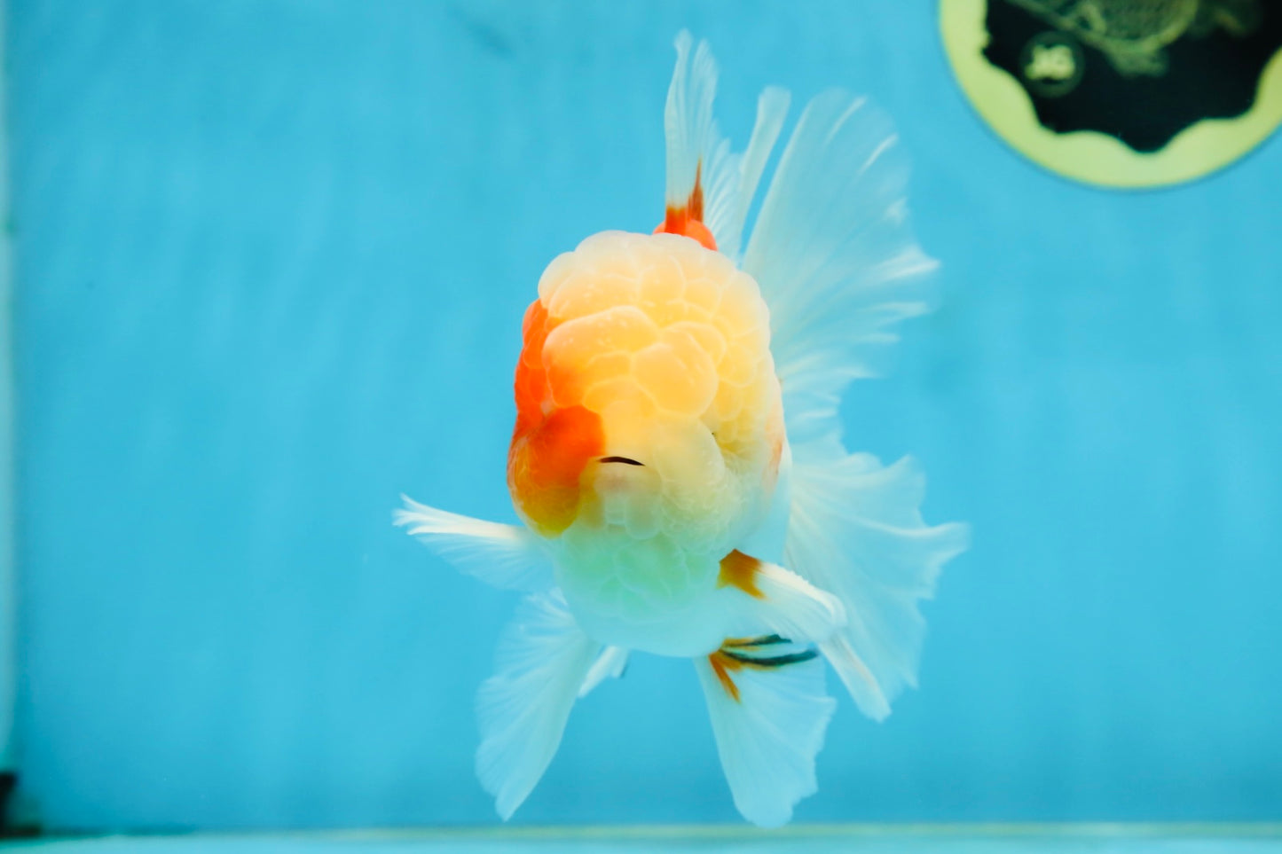 AAA Grade Cherry Sakura Oranda Male 5 inches #062725OR_14