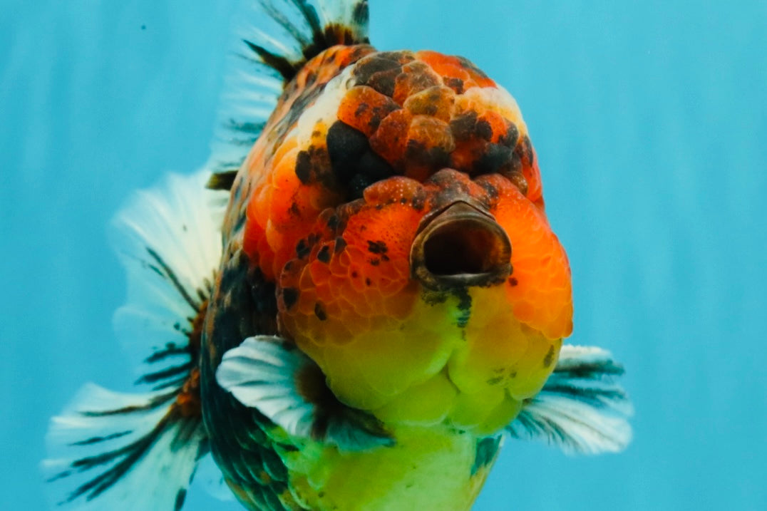 AAA Grade Godzilla Tiger Yuanbao Male 5.5-6 inches #031326YB_19