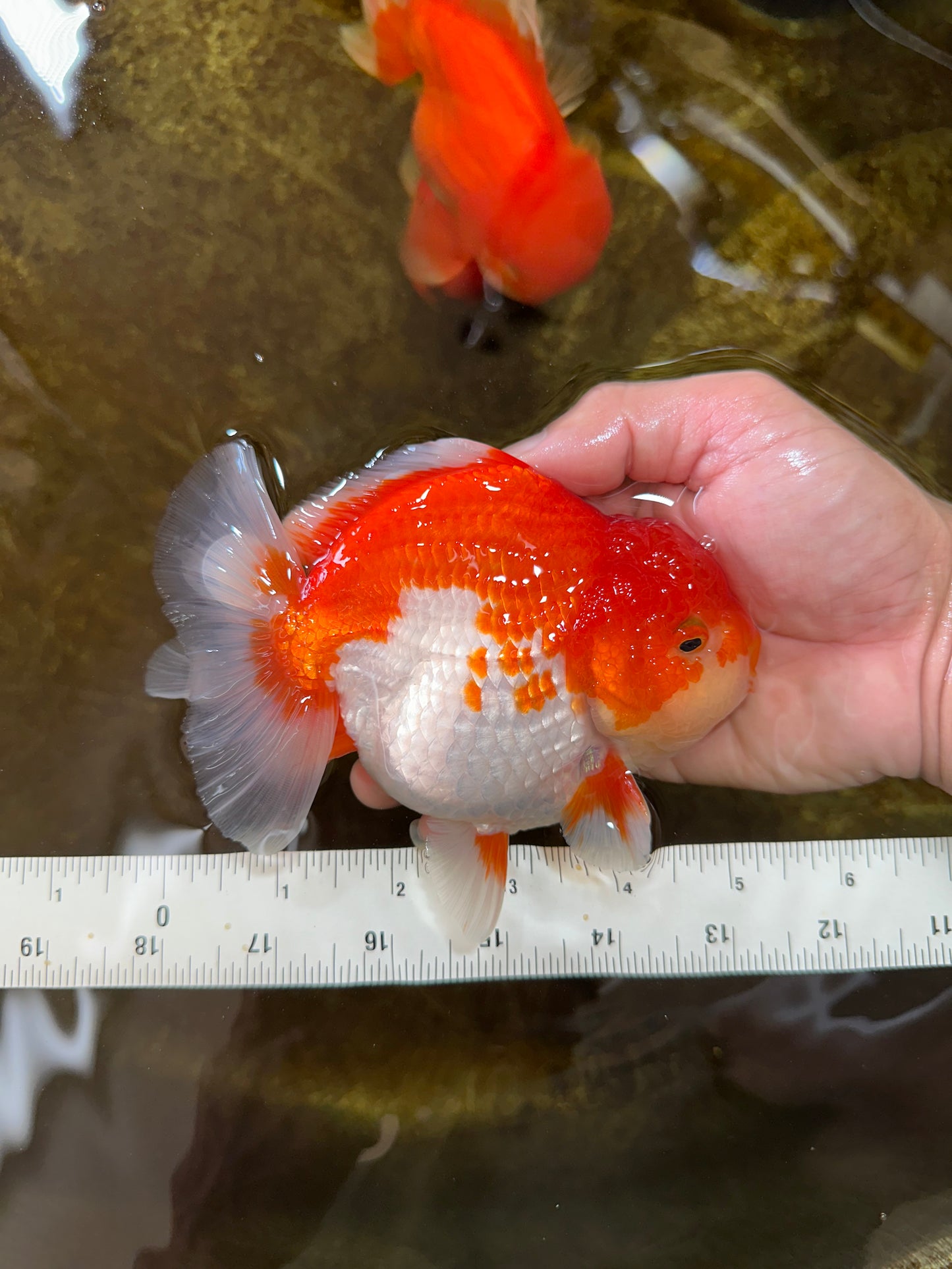 AAA Grade Red White Yuanbao Male 5-5.5 inches #081525YB_05