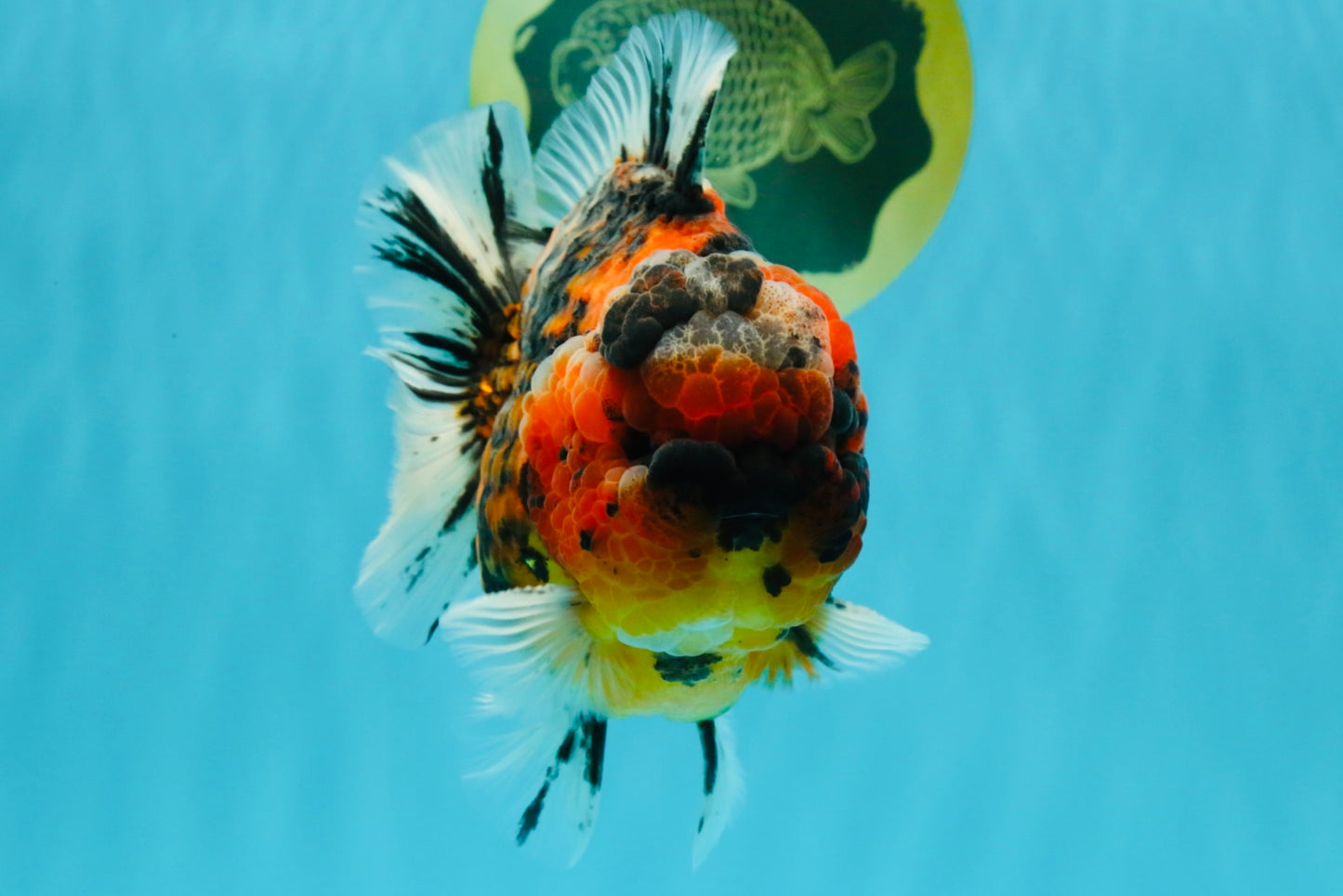 SUPER Special AAA Grade Godzilla Tiger Yuanbao Male 5 inches #022726YB_01