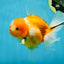 A Grade Sakura Oranda Male 4.5-5 inches #060625OR_24