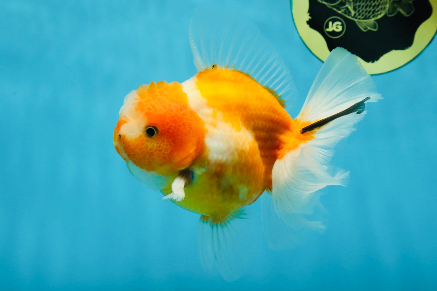 A Grade Sakura Oranda Male 4.5-5 inches #060625OR_24