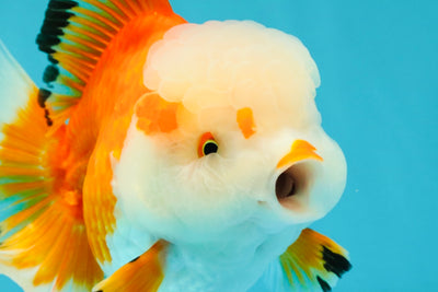 FLUFFY TAIL A Grade Apache Oranda Female 5.5-6 inches #041726OR_07