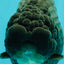 UNIQUE AAA Grade Godzilla Black LionQueen 5.5 inches #092526LC_19