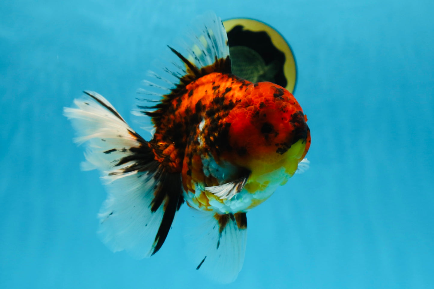 AAA Grade Young Godzilla Tiger Oranda Male 6 inches #080125OR_11