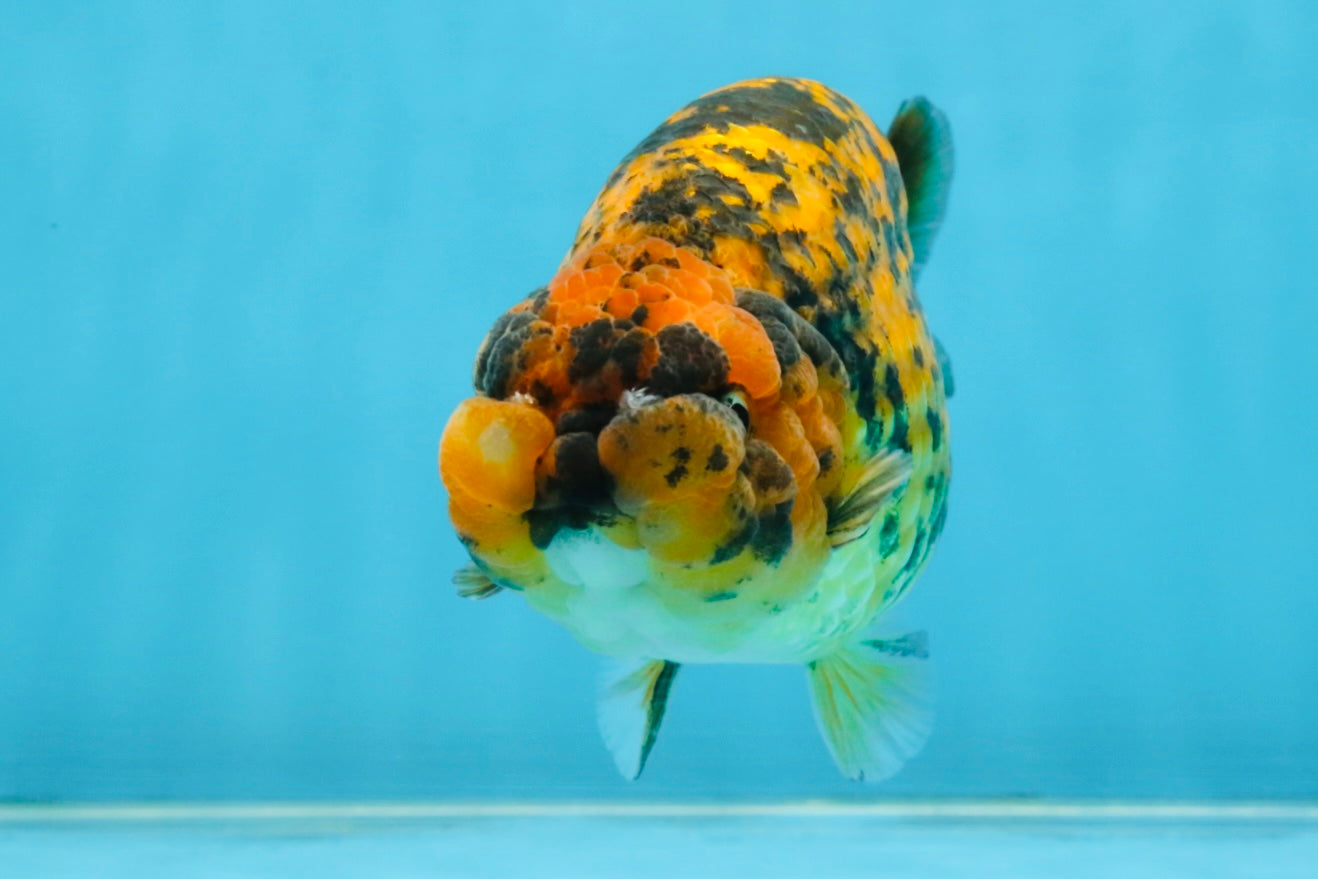 A Grade Tiger LionQueen 5.5 inches #112125LC_05