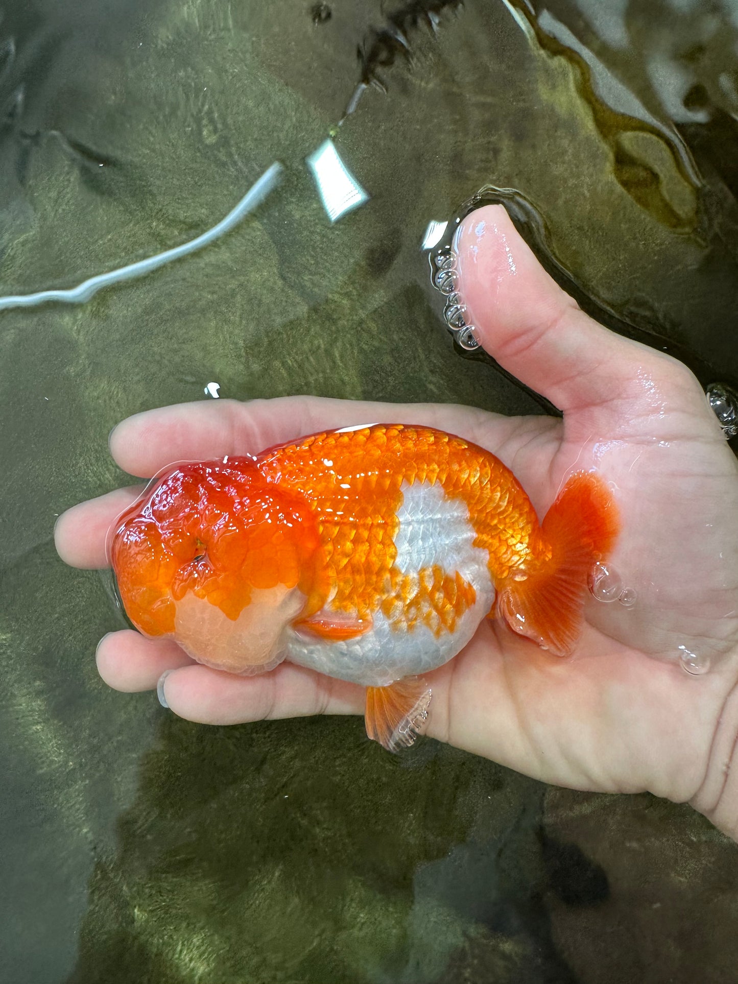 A Grade Red White LionQueen 4.5 inches #062725LC_06