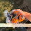 A Grade Tiger Oranda Female 7-7.5 inches #071026OR_04