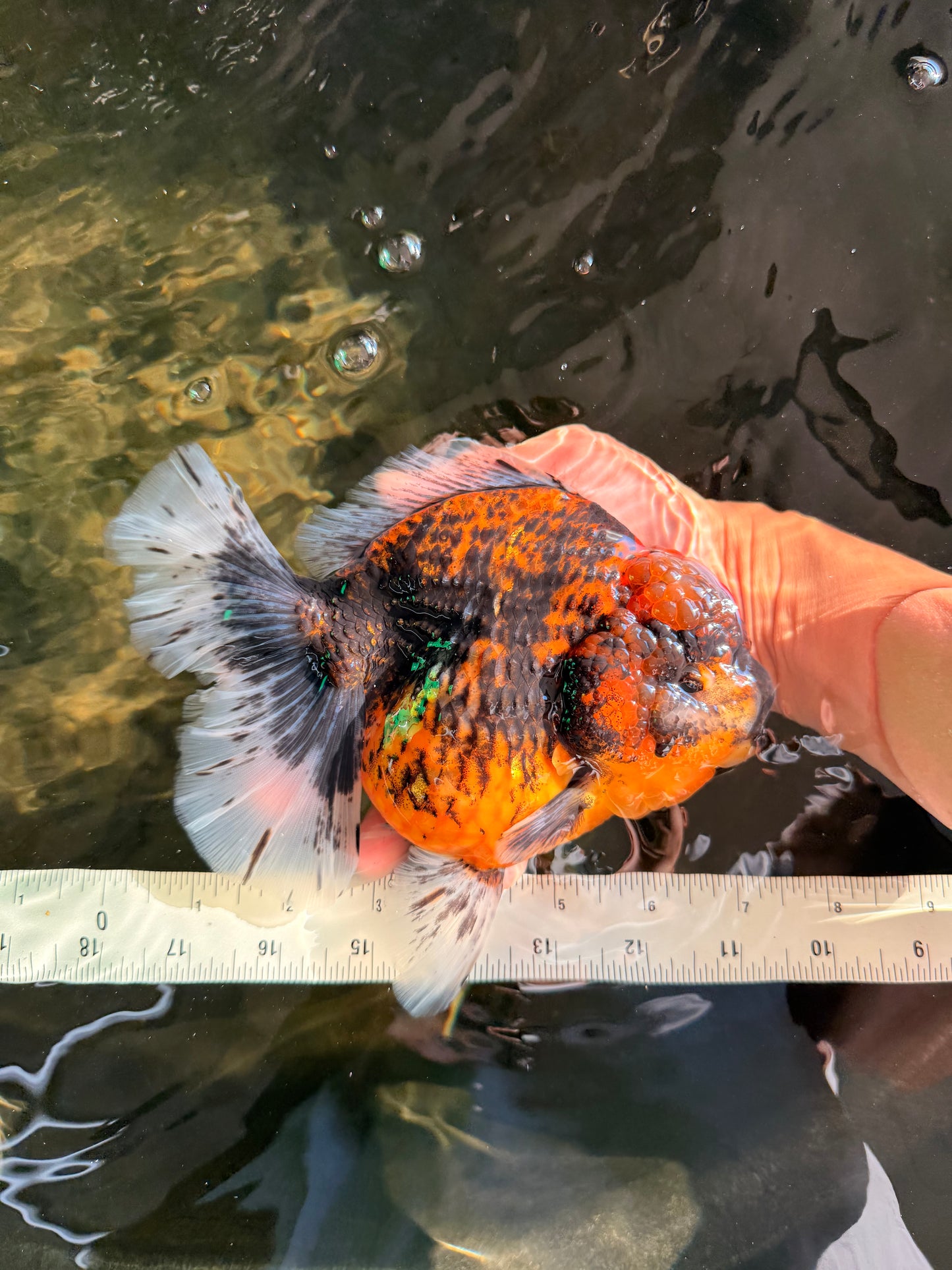 A Grade Tiger Oranda Female 7-7.5 inches #071026OR_04