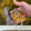 A Grade Tiger Calico Godzilla Oranda Male 5.5 inches #1027OR_16