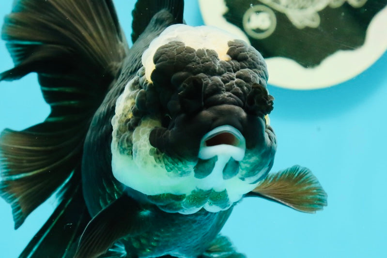 A Grade Monster Panda Oranda Female 5.5-6 inches #111524OR_18