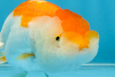 Red White Lionchu Female 4 inches #121925LC_04