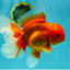 TOMATO AAA Grade Jumbo Broadtail Red Oranda Male 8.5-9 inches #072426OR_03