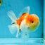 A Grade Sakura Oranda Male 4.5-5 inches #052325OR_06