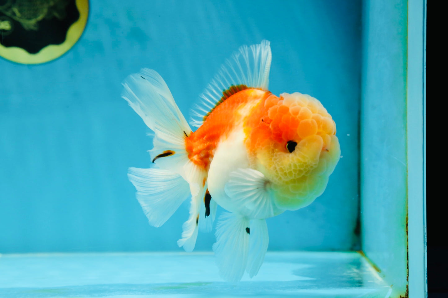 A Grade Sakura Oranda Male 4.5-5 inches #052325OR_06