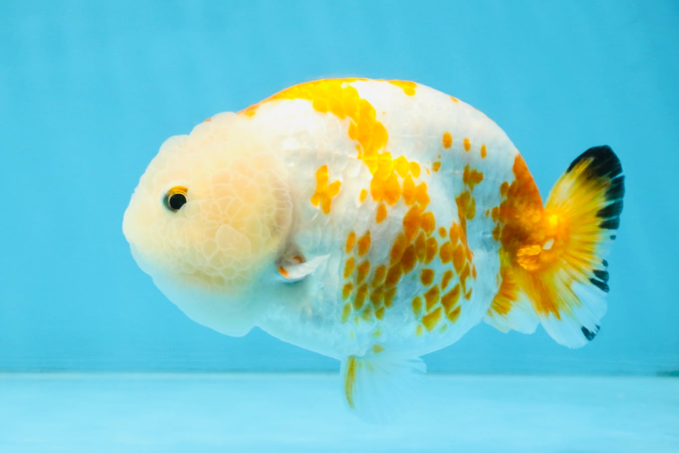 CHUBBY AAA Grade Kohaku Sakura LionQueen 4.5 inches #112825LC_01