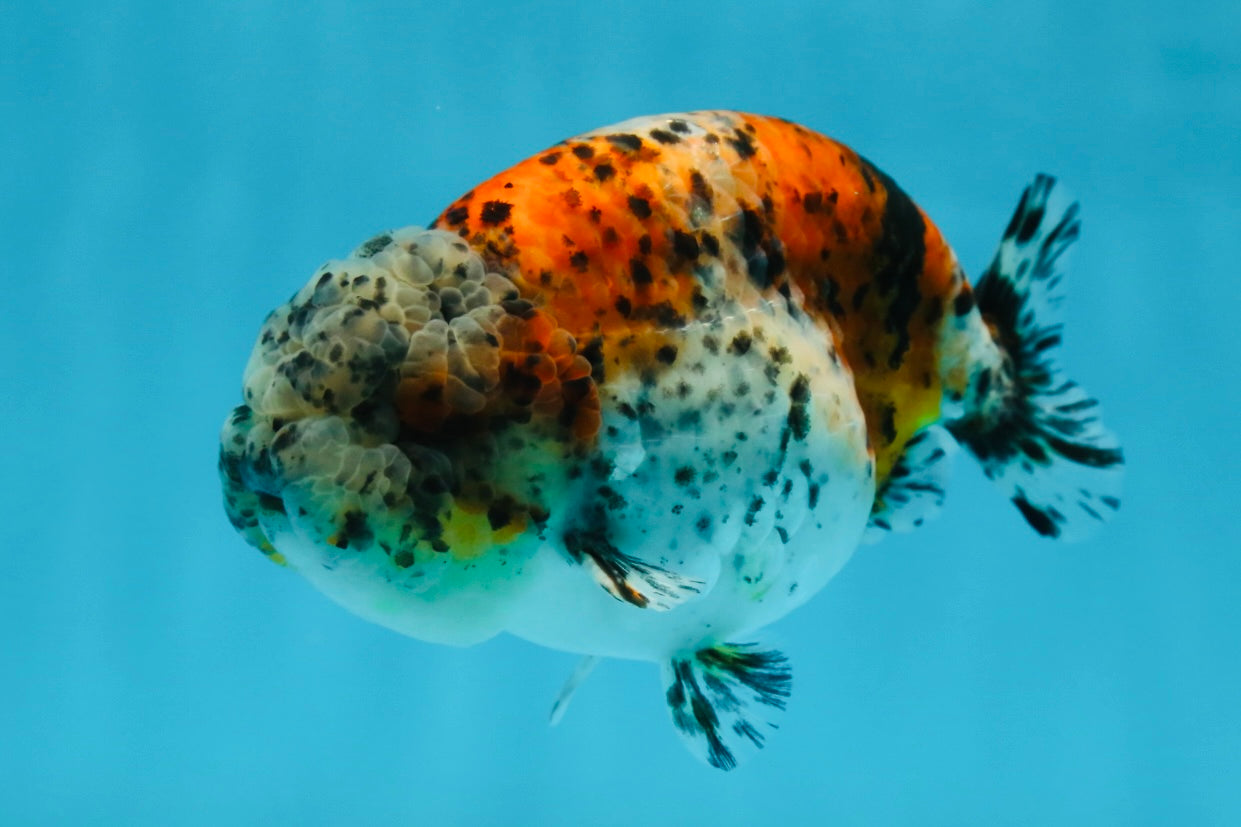 A Grade RARE Pepper Calico LionKing 4.5 inches #051625LC_11