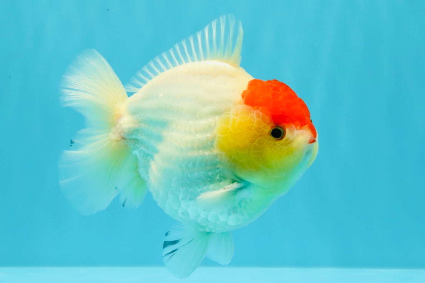 CHUBBY AAA Grade Tancho Red White Yuanbao Male 5-5.5 inches #031326YB_18