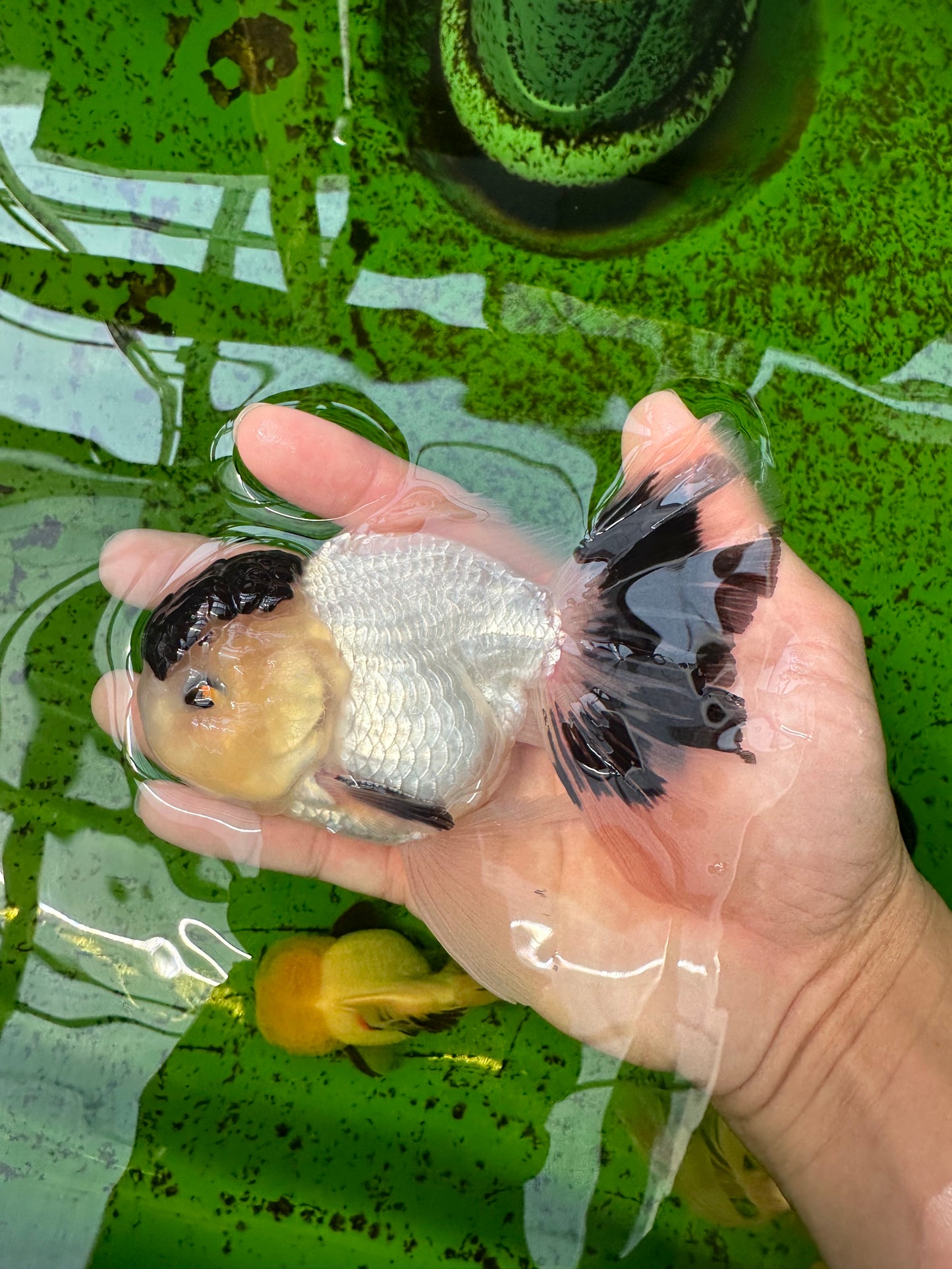 AAA Grade Panda Black Tancho Oranda Male 5 inches #0913OR_11