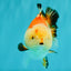 AAA Grade Tricolor Yuanbao Male 5 inches #072426YB_26