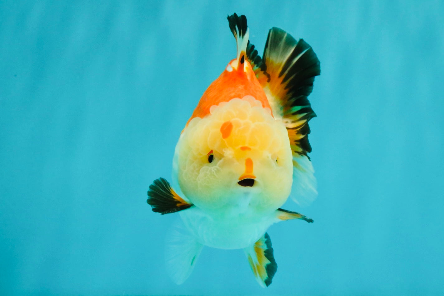 AAA Grade Tricolor Yuanbao Male 5 inches #072426YB_26