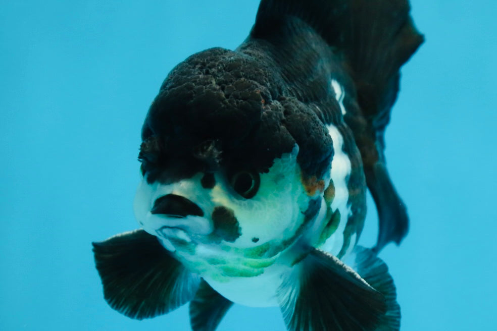 Pompom Panda Yuanbao Male 4.5 inches #072525YB_06