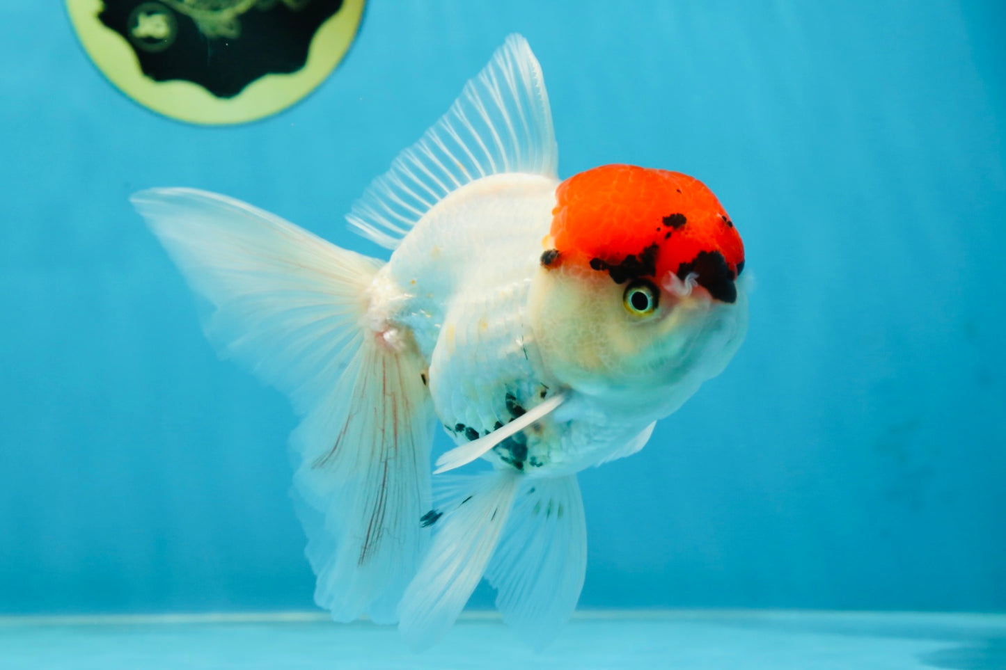 A Grade Tricolor Oranda Male 5 inches #060625OR_27