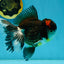 A Grade Tricolor Oranda Male 5.5 inches #120624OR_06